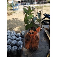 hot sale new❀◎❃Anak Pokok Durian Black Thorn/Musang King/IOI/ASFA50