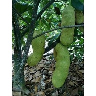 POKOK CEMPEDAK KING HYBRID