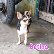 Chihuahua Betina Stambum