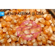 Mushroom Popcorn Kernel/ Bertih Jagung AFRICA/USA