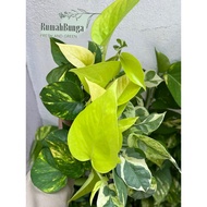 [Keratan Batang ] COMBO|1Set  Pothos|Golden| Neon| Njoy|Pothos|Epipremnum Aureum| Real Live Plant | 