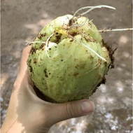 Chayote Fruit Varieties with Cracked Fangs (Commitment to Old Roots with Roots) KVT - FARMING SOUP S