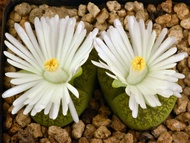 10 เมล็ด (Living Stones) ไลทอป กระบองเพชร ไม้อวบน้ำ กุหลาบหิน แคคตัส สายพันธุ์ Lithops lesliei Albinica