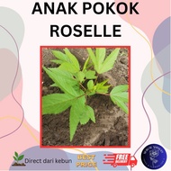 Mobow Nursery > Pokok Roselle