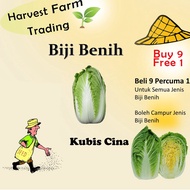 300Pcs seed kubis cina plant seed vegetable seed biji benih kubis cina Chinese cabbage seed benih ku