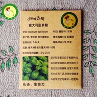 Italian Sweet Basil Seed Sweet Basil Spice Seed Spring Vanilla Vegetable Plant212360325