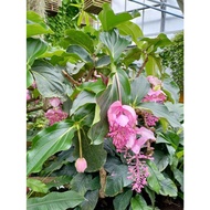 Medinilla Magnifaca Pink Lantern real live outdoor plant 宝莲灯花 anak pokok hidup hiasan rumah luaran