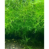 Easy Grow_Guppy Grass (Najas guadalupensis) (Size)