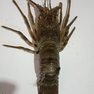 lobster air laut
