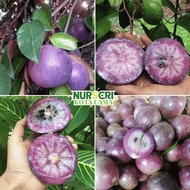 🔥RARE🔥 POKOK APPLE STAR / Apple Susu / Caimito / Cainito / Chrysophyllum Cainito / Live Plants