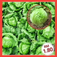 L4 Biji Benih Salad Bulat （300+/-⬆）/ Ball Lettuce Seeds / 结球生菜种子 / 生菜 / Vagetable seeds / seed / 蔬菜种子 / 种子