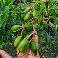 bibit kedondong super jumbo