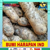 Termurah Ubi Gembili Makanan - Umbi Gembili 1 KG ubi ketan asli