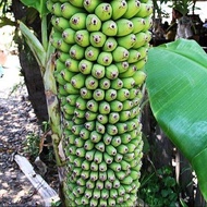 1 ต้น กล้วย Banana Tree Plant ต้นสูง 30 ซม มีรากแล้ว