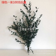 Fine Leaf Eucalyptus Nordic Style Immortal Eucalyptus Leaf Beautiful Leaf Eucalyptus V