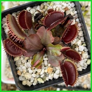 ¤ Venus Flytrap ROYAL RED