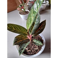 aglonema red sumatra bby