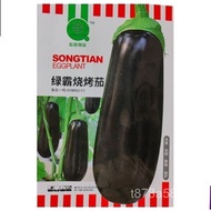 Benih Terung BBQ Hijau Dominan Kulit Hitam Batang Tebal Ungu Hitam Benih Terung Panjang BBQ Terung L