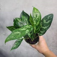 Aglaonema Maria Indoor Plant