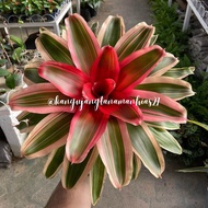 TANAMAN HIAS BROMELIA HIDUP BROMELIA TANAMAN HIDUP | BISA BAYAR DITEMPAT (COD) | BROMELIA PAKET MURAH BROMELIA JUMBO BROMELIA MERAH BROMELIA TRI COLOR