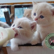 Susu Kucing 60ml Kitten Puppy Milk Bottle Botol Susu Kucing