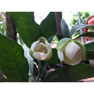 hoa trứng gà (dạ hợp hương)