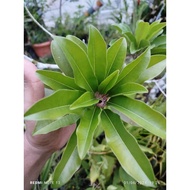 DAUN BUAH SAWA / DAUN SAWA / DAUN BUAH CIKU / DAUN CIKU