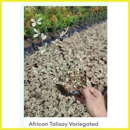 △ ≈ ↂ African Talisay Variegated small size only