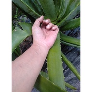 Aloevera / lidah buaya fresh