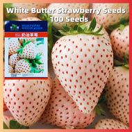 ปลูกได้ทั้งปี 100เมล็ด เมล็ดสตอเบอรี่ White Butter Strawberry Seeds for Planting Bonsai Tree Seeds เมล็ดพันธุ์ สตรอเบอร์รี่ ต้นผลไม้ บอนไซ ต้นไม้แคระ ต้นพันธุ์ผลไม้ เมล็ดพันธุ์ผัก ต้นไม้มงคล Fruit Plants พันธุ์ไม้ผล สตอเบอรี่สด ต้นสตอเบอรี่ ต้นไม้ประดับ