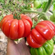 Phu Nong Edge Tomato Seeds - 0.1g Package - Giant Fan Tomato Grows Healthy, Disease Resistant VTNN N