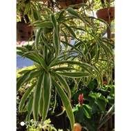 Spider plant/tumbuhan spider/吊兰/Chlorophytumlaxum