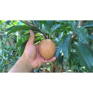 pokok ciku mega hybrid