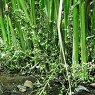PUSAT BIBIT KAPULAGA INDIA GREEN CARDAMOM TANAMAN REMPAH REMPAH KAPOL BERMUTU JUAL ECER TERMURAH