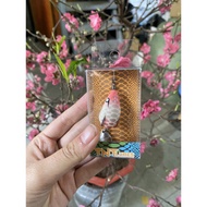 New model F35 Titanium blade Sinking Lure F35 S79 hagvnn222 ghagvczcz