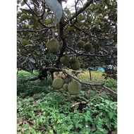 DURIAN D101 ( PRICE PER KG,COD JOHOR & MELAKA )