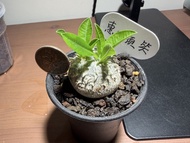 種植/植物 惠比須笑
