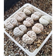 LITHOPS Gracilidelineata 7years C189荒玉/超脑纹189荒玉/7年大母本/屁屁生石花❤️🇲🇾Ready stock/plant