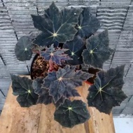 Tanaman Hias Begonia Black Velvet - Begonia Hitam