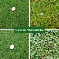 GPS Green Plant Society Live Grass Premium Real Grass Rumput Hidup 草坪 地毯草 (2ft x 1ft)