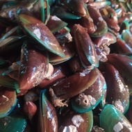 kerang ijo segar by SUPPLIER SEAFOOD BANDUNG