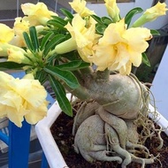 Bibit Tanaman Adenium Bunga Kuning Bonggol Besar Kamboja Jepang Bonsai