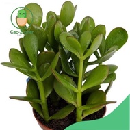Jade Plant / Money Tree Live Plant / Multiple stems / Fortune / Lucky Plant / Money Plant / For weal
