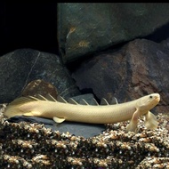 IKAN PALMAS / NAGA AIR TAWAR / IKAN PREDATOR / IKAN HIAS AQUASCAPE