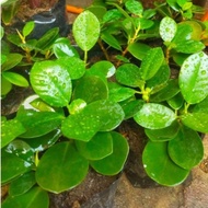 Ficus Nana Aesthetic Indoor Outdoor Plant