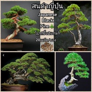 พร้อมสต็อกประเทศไทย เมล็ดสนดำญี่ปุ่น(คัดเมล็ด) Japanese Black Pine เมล็ดล็อตใหม่มาถึงแล้ว!!!!! ดอกไม้ปลูก เมล็ดพันธุ์ผัก ไม้ประดับ ต้นไม้มงคลแคระ เมล็ดพันดอกไม้ บอนไซ เมล็ดดอกไม้ บอนไซ ต้นไม้