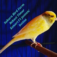 Kenari f1 original jantan/betina kuning