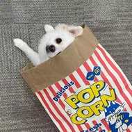 Demeter 韓國寵物貓窩狗牛皮紙爆米花紙袋益智壓玩具小狗窩貓