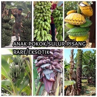 Anak pokok pisang rare /eksotik : nipah, abu jumbo, pisang kerang, jantung banyak, 1000 fingers, wild banana, Hua Mao