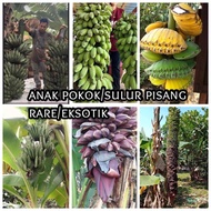 Anak pokok pisang rare /eksotik : nipah, abu jumbo, pisang kerang, jantung banyak, 1000 fingers, wil